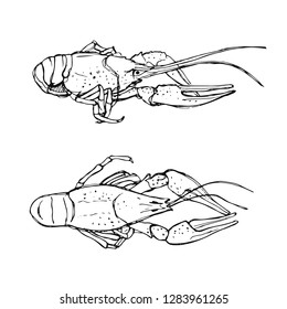 Monochrome sketch of Crayfish. Hand drawn illustration on white background