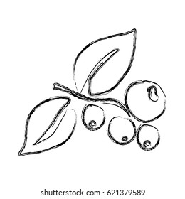 monochrome sketch hand drawn with coffee tree branch with grains vector illustration