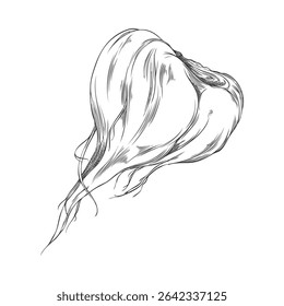Monochrome sketch of maca root, natural Peruvian superfood. Organic ingredient for healthy eating and energy. For medical and botanical themes. Vector engraved illustration. Isolated background.