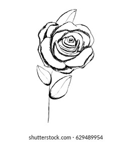 monochrome sketch with stem of rose with flower and leaves vector illustration