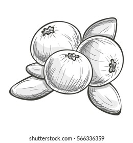Monochrome sketch style illustration of cranberry on a white background. Vector.
