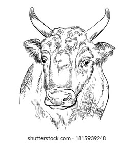 Monochrome strong cow head sketch hand drawn vector illustration isolated on white background. Engraving sketch illustration of bull for label, poster, print and design.