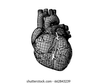 Monochrome stylized wireframe human heart isolated on white background