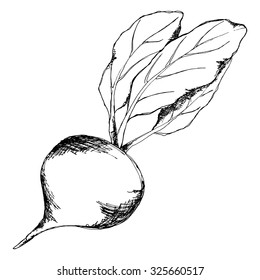 Monochrome sugar beet vegetable sketched line art vector