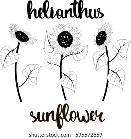 Monochrome sunflowers vector illustration with hand drawn calligraphy. 