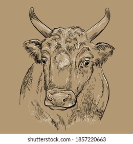 Monochrome surprised bull head looking in profile sketch hand drawn vector illustration isolated on brown background. Cow vintage illustration for label, poster, print and design.