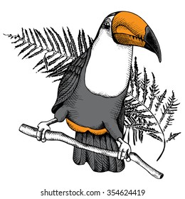 Monochrome Toucan with orange beak on branch and exotic leaf. Vector illustrations.