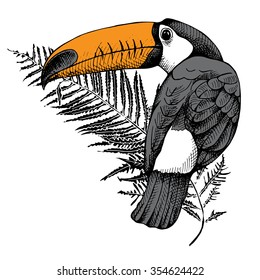 Monochrome Toucan with orange beak on branch and exotic leaf. Vector illustrations.