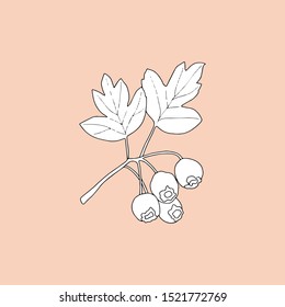 Monochrome twigs of hawthorn on a rosy background. Can be used for postcards, invitations, advertising, web, textile and other.