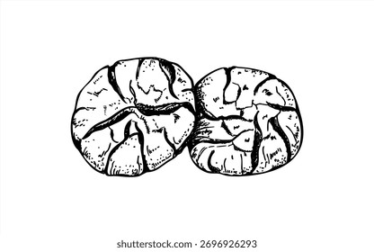 Monochrome two cracked cookies vector isolated illustration painted by black inks. Traditional Italian, American or Moroccan cookies etching drawing. Hand drawn biscuit line art for menu, recipe.