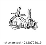 Monochrome two garlic heads with cloves vector isolated illustration painted by black inks. Aromatic garlic bulbs realistic graphic sketch. Vegetable ingredient etching drawing for vegetable shop.