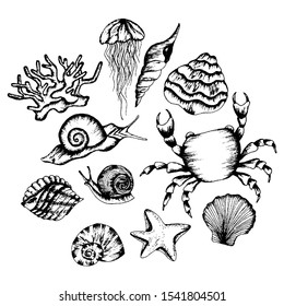 Monochrome Underwater Creatures Vector Hand Drawn Illustrated Set. Various Sea Creatures Sketches.