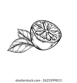 Monochrome vector citrus half with fresh leaves illustration painted by black inks. Lemon or lime outline style for healthy food packaging, bar menus and kitchen textile design
