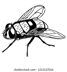 Monochrome vector of Common house fly at rest