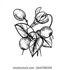 Ilustração de oxicoco vetor monocromático com bagas, flores e folhas pintadas por tintas pretas. Bagas selvagens pântano esboço realista para o projeto da colheita, rótulo de geleia caseira, embalagem de alimentos saudáveis.