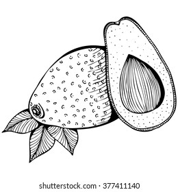 Monochrome vector drawing of avocado on white background