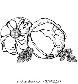 Monochrome vector drawing of cabbages on white background