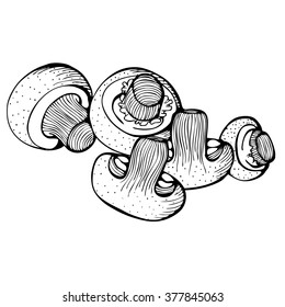 Monochrome vector drawing of champignons mushrooms on white background