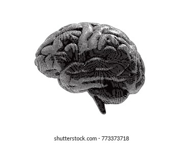 Monochrome vector engraving drawing human brain with light and shade isolated on white background