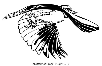 Monochrome Vector Graphic Blue Tit Inflight Stock Vector (Royalty Free ...