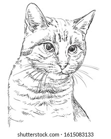 Monochrome vector hand drawing portrait of cat in black color isolated on white background. Realistic retro portrait of cat. Vector vintage illustration of cat.Image good for design, cards and tattoo.