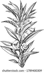 Monochrome vector hand drawn illustration of flower branch.