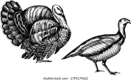 Monochrome vector hand drawn turkey illustration.