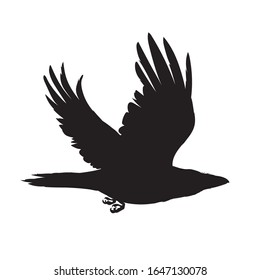 Monochrome vector illustration of black silhouette of smart bird Corvus Corax isolated on white background. Realistic raven flying. Element for your design, print, decoration. Stencil.