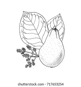 Monochrome vector illustration drawing of avocado Persea Americana on white background