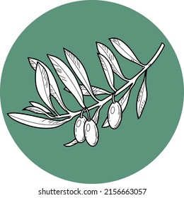 Monochrome vector illustration. Olive tree branch with olive berries, line, botanical illustration on a green background