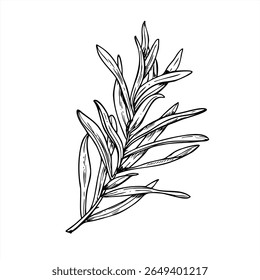 Ilustração de vetor monocromático de folhas de espinheiro do mar no ramo no estilo linear preto e branco.