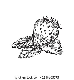 Monochrome vector illustration of strawberry in sketch style. Hand drawings in art ink style. Black and white graphics.