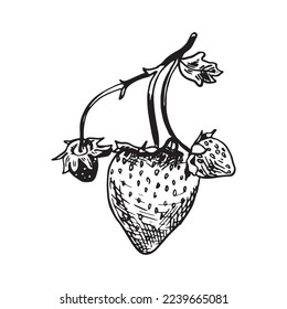 Monochrome vector illustration of strawberry in sketch style. Hand drawings in art ink style. Black and white graphics.