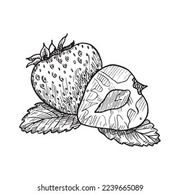 Monochrome vector illustration of strawberry in sketch style. Hand drawings in art ink style. Black and white graphics.