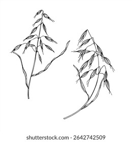 Monochrome vector illustration of wild oat painted by black inks. Meadow or field avena fatua branches etching drawing for agricultural design, botanical guide, eco friendly packaging, greeting card.