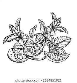 Monochrome vector lemon and lime slices with mint and melissa branches illustration in linear style. Etching drawing of citrus with herbs for beverage packaging, summer cocktail design, kitchen decor