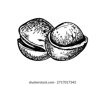Ilustração de noz de macadâmia vetor monocromática pintada por tintas pretas. Um inteiro em sua concha e outro meio descascado para revelar o miolo. Alimentos crus para blogs nutricionais, guias de dieta, produto vegano.