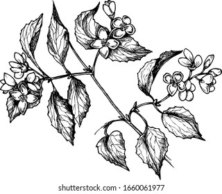 Monochrome Vector Mock Orange Illustration.