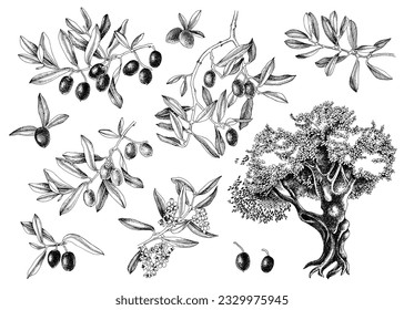 Monochrome vector olive set isolated on white