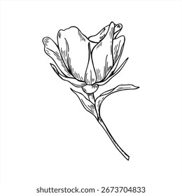 Monochrome vector outline drawing of blooming rosehip flower on stem. Side view. Rose branch black etch for herbal product packaging, romantic wedding stationery, vintage holiday design.