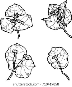 Black and White Bougainvillea Plant Images, Stock Photos & Vectors ...