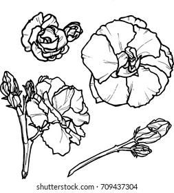 Monochrome vector set of camellia flower. Black and white hand drawing vector illustration of camellia flower. Hand drawing flower for wedding invitations. 