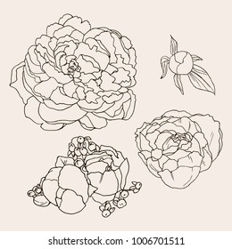 Monochrome vector set of peony flower. Set of vector silhouettes of hand drawn peony flowers isolated. Hand drawing flowers on soft pink background. Wedding invitations and greeting cards.