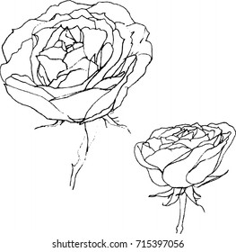 Monochrome vector set of roses. Vector illustration. Flower outline. Black and white vector illustration isolated. Set of vector silhouettes of hand drawn rose.