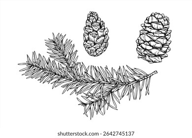 Monochrome vector set of spruce tree branch and cones painted by black inks. Decorative twig with needles for Christmas decoration, winter themed packaging, rustic label, Scandinavian style design.