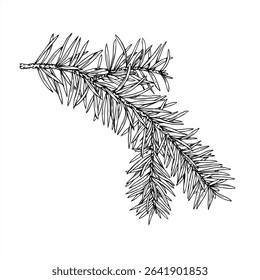 Desenho de contorno de ramo de abeto de vetor monocromático. Ilustração de tinta de linha de elemento de pinho de Natal. Ilustração de galho para decorações de férias, embalagem festiva, designs de inverno e marca de natureza.