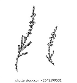 Monochrome vector two flowering heather branches line art painted by black inks. Nordic plant etching drawing for botanical design, wedding invitation, nature decor, textile pattern, organic product.