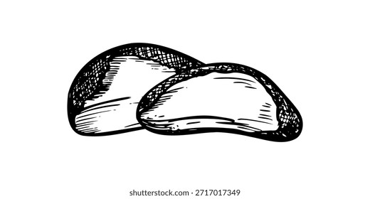 Vetor monocromático dois grãos de castanha-do-pará descascados ilustração em estilo gravura. Noz de creme ou para noz simples linha art. Snack cru para artigos médicos sobre selênio e antioxidantes, guias de dieta vegan.