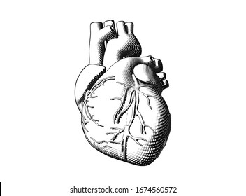 Monochrome vintage engraved crosshatch drawing abstract organ human heart vector illustration point of view isolated on white background