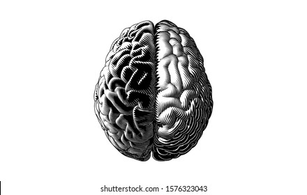 Monochrome vintage engraved drawing hemispheres of human brain separation left and right with dark and light volume vector illustration isolated on white background